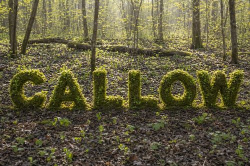 Callow